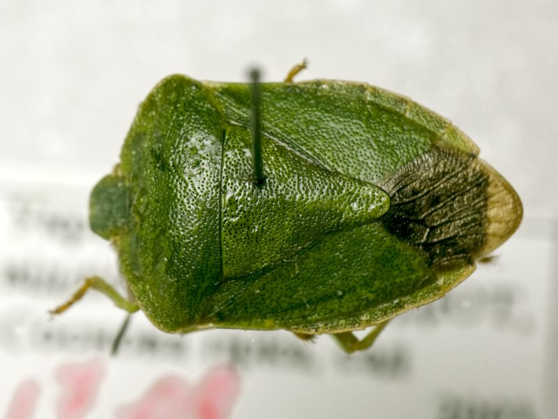 Palomena viridissima (Poda, 1761)